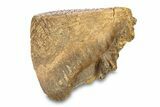 Fossil Woolly Mammoth Upper Molar - Siberia #292766-2